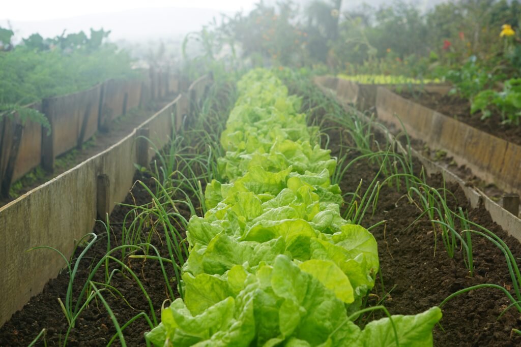 Un potager entretenu lors d'une activité écologique dans une ferme pédagogique.