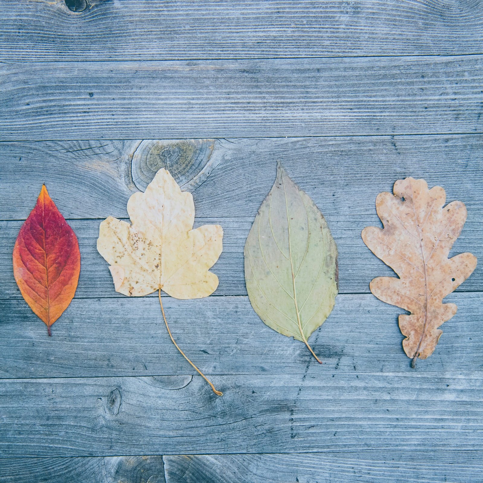 Des feuilles différentes sont exposées sur un table lors d'une activité écologique.