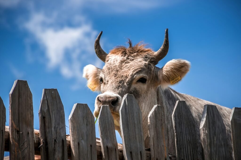 Photo d'une vache dans une ferme pédagogique en Ile-de-France