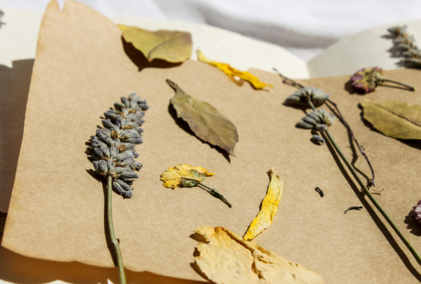 Herbier en cours de création lors d'un atelier éco-créatif Ile-de-France