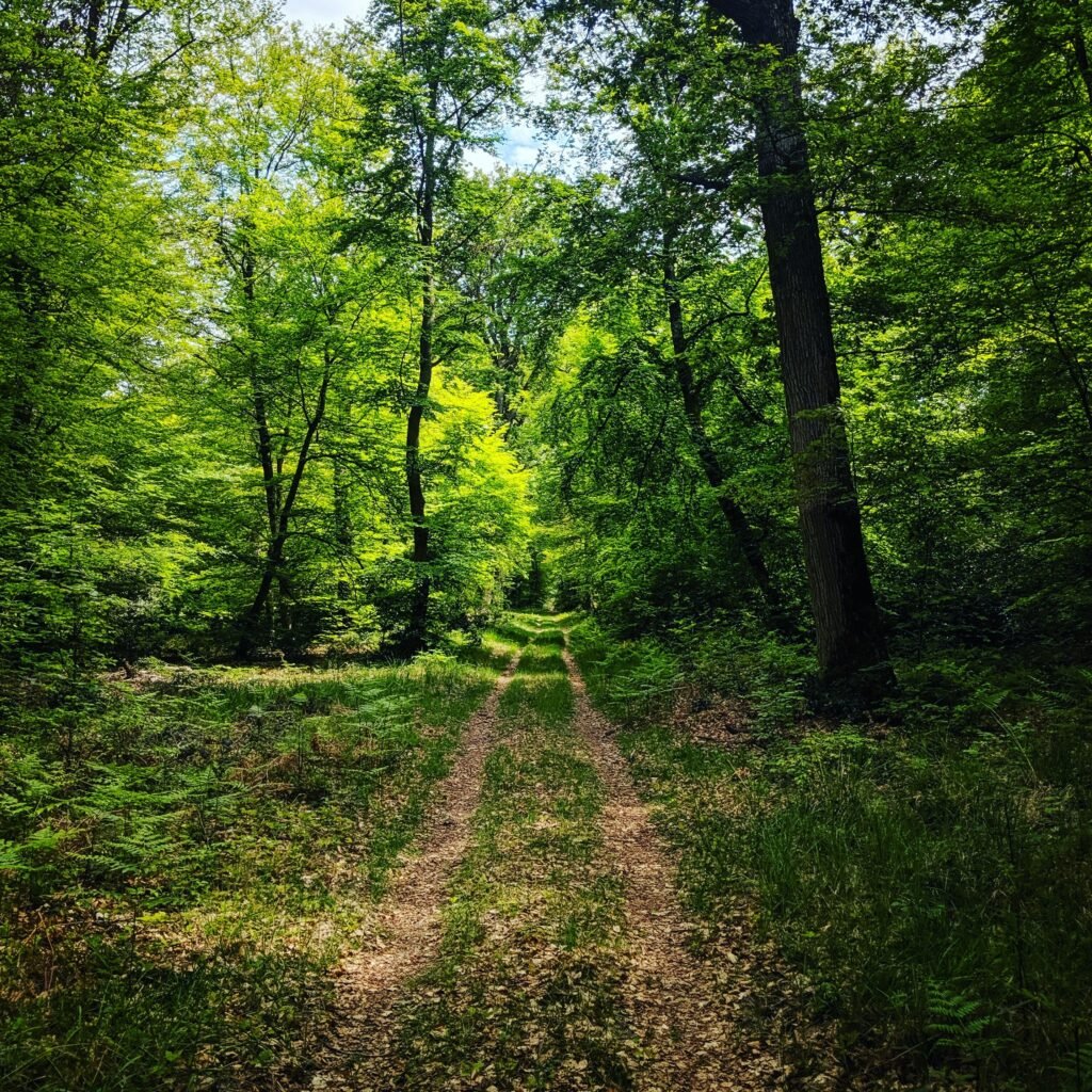 Paysage de la forêt de Rambouillet pouvant être retrouvé lors d'une balade à cheval en Ile-de-France