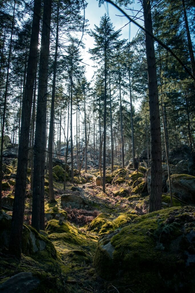 Paysage de la forêt de Fontainebleau pouvant être retrouvé lors d'une balade à cheval en Ile-de-France