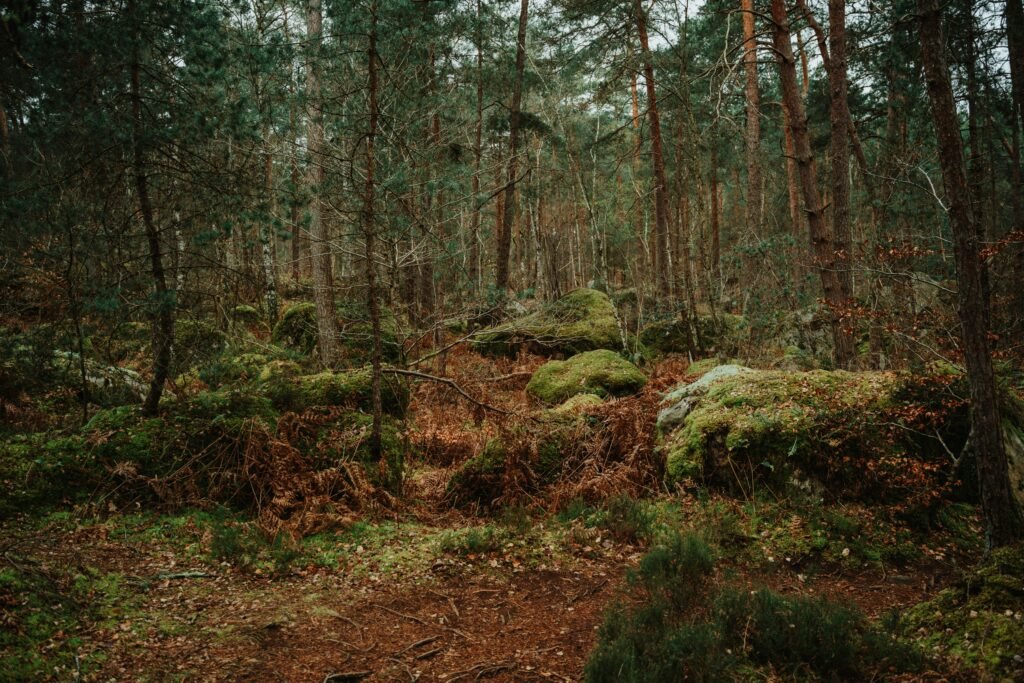 Paysage de la forêt de Fontainebleau pouvant être retrouvé pendant d'une balade à cheval 