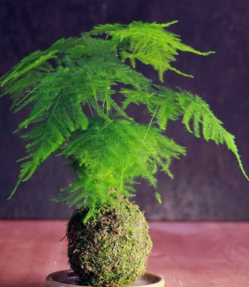 Atelier Teambuilding Kokedama Paris