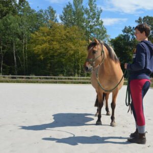 Photo prise lors d'une séance d'equicoaching et team building en Ile de France