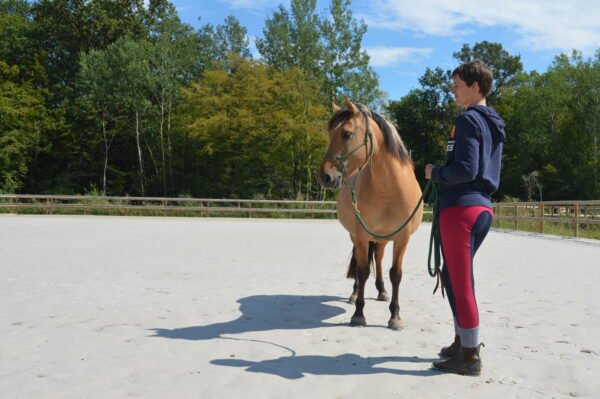 Photo prise lors d'une séance d'equicoaching et team building en Ile de France